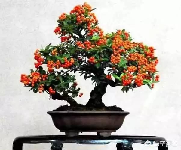 Burr Bonsai：询问老年人如何提高火线，不要丢失老板？