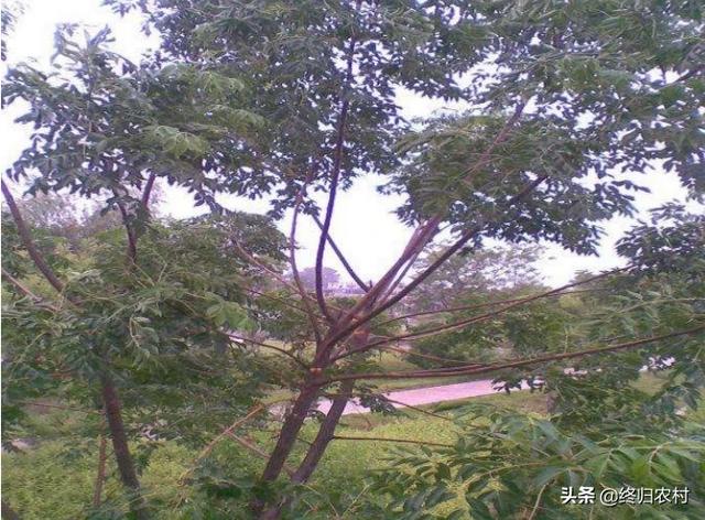 红棉树图片大全大图:乡村往日特殊多见的“羊屎蛋”树，此刻干什么消逝不见了？什么因为呢？