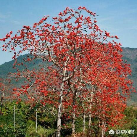 红棉花树图片:红棉树干什么又叫豪杰树？