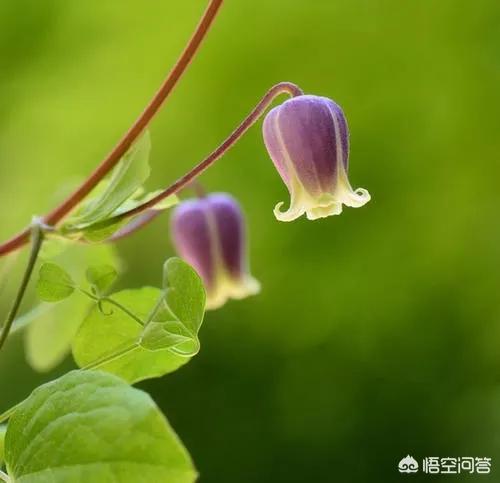 朵儿图片唯美小新颖:花草拍照的小新颖作风如何拍？