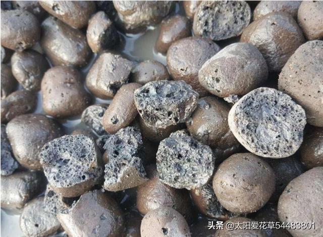 盆栽蝴蝶兰：蝴蝶兰可以使用陶瓷吗？如何用陶瓷盆栽种植蝴蝶兰？