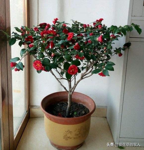 茶梅花:茶梅花着花后不妨浇肥吗，如何样？