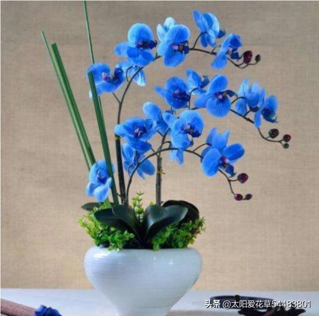 盆栽蝴蝶兰：蝴蝶兰可以使用陶瓷吗？如何用陶瓷盆栽种植蝴蝶兰？