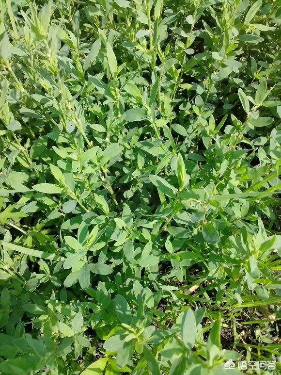 儿菜图片:乡村有种野菜叫“猪牙菜”，是否这个？如何吃？