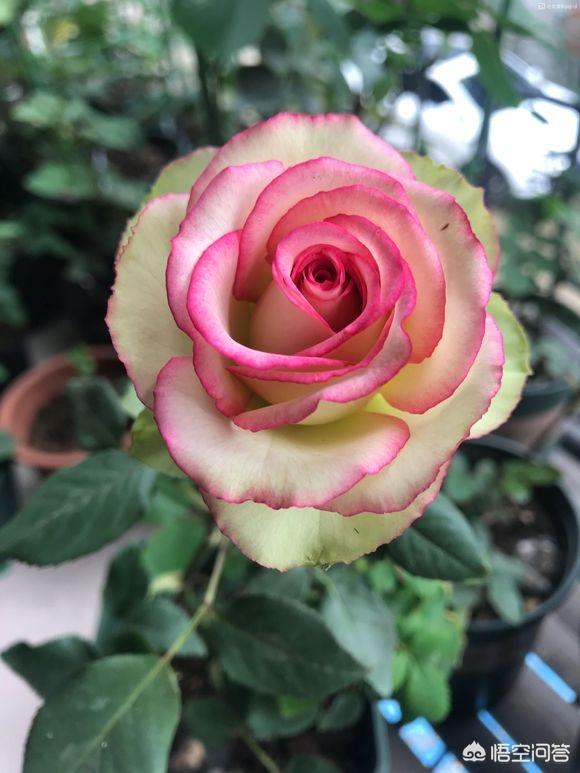 玫瑰鲜花:爱人节有些花店里卖的所谓的&quot;玫瑰&quot;是什么种类的月月红？如何辨别真伪“玫瑰”？