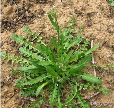 荠菜健将:荠菜如何催芽？