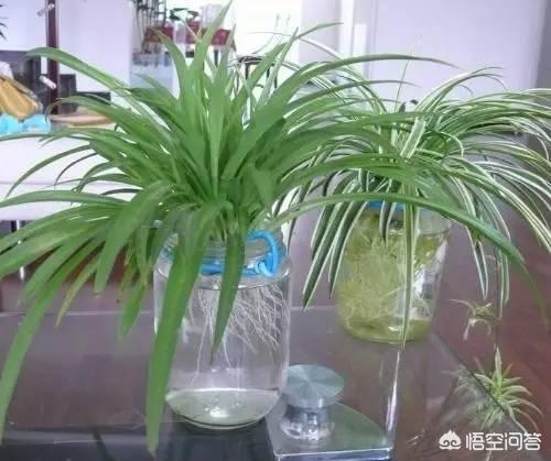 吊兰花:还好吗种吊兰花？