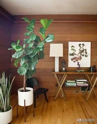 室内符合盆栽花草:有哪些绿植符合放于室内（居家／接待室），其个性又是什么？