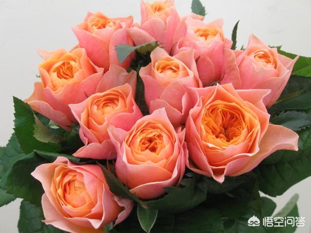 玫瑰鲜花:爱人节有些花店里卖的所谓的&quot;玫瑰&quot;是什么种类的月月红？如何辨别真伪“玫瑰”？