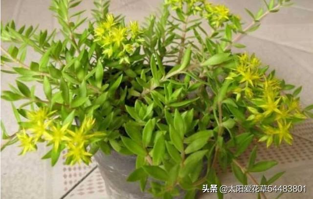 盆子图片:垂盆草怎么办的才是真的？哪有卖的？