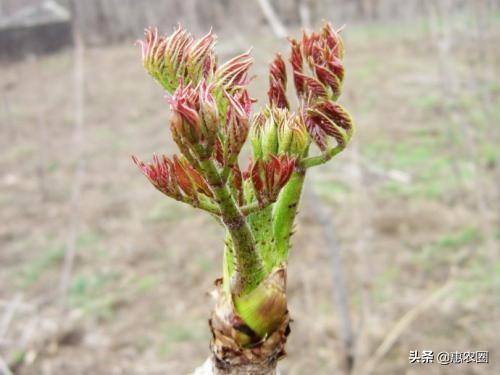 春芽图片:有些乡村树上的野菜“刺老芽”，价钱比肉还贵，这是干什么？