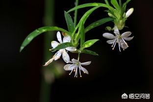 吊兰花:还好吗种吊兰花？