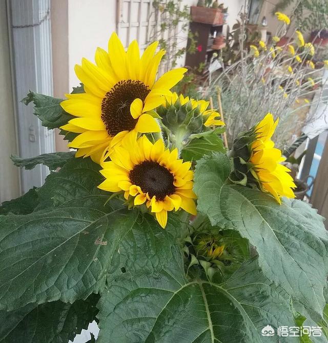 菊科葵花:葵花什么功夫培植好？