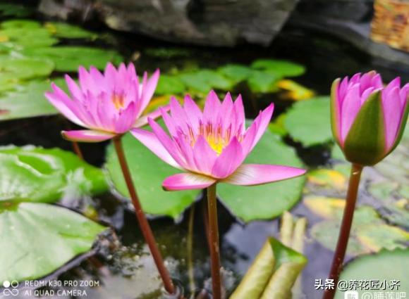 子午莲如何种:大师爱好子午莲么，领会如何养么？