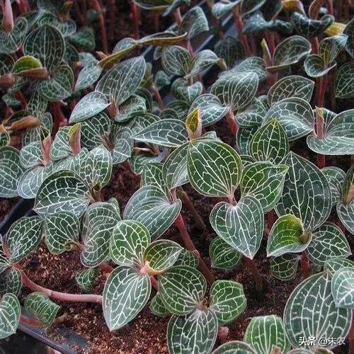 金线莲培植本领:金线莲怎样培植，培植须要提防什么？