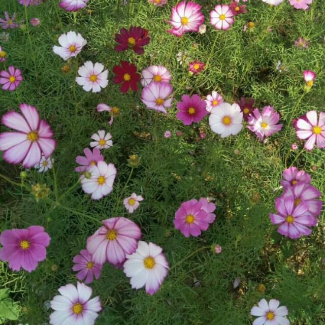 格桑花如何种:格桑花如何培植和保护？