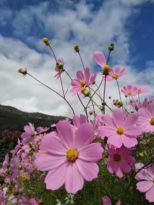 波斯菊花:格桑花与波斯菊有什么辨别？