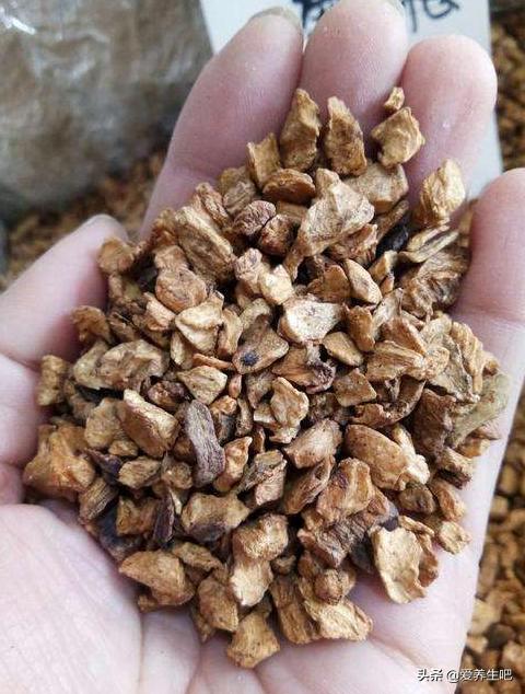 菊苣根图片：每天喝菊苣水一个月有什么好处？