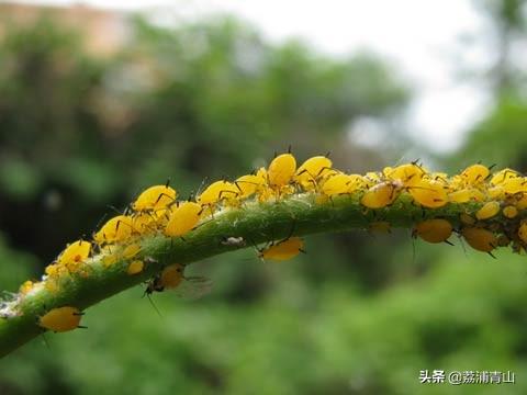 棉长期管理蚜:祛除蚜虫卵用什么药最佳？