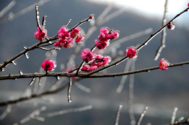 蜡梅花图片:冬季拍摄黄梅有哪些本领和本领？