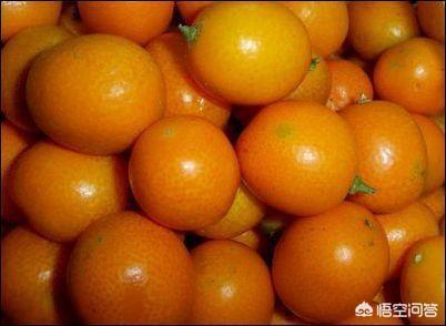 小金橘图片:金桔如何做，本领到达止渴化痰的功效？