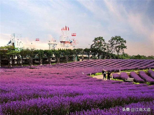 薰衣草中心公园:上海薰衣草去何处参观好？