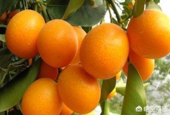 小金橘图片:金桔如何做，本领到达止渴化痰的功效？