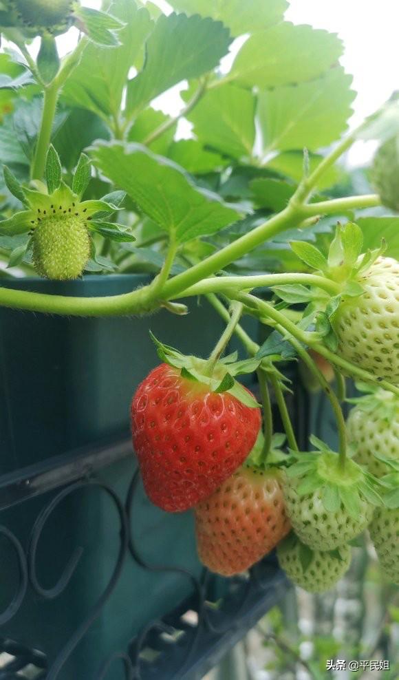 草莓开花
:刚栽的草莓苗没过多久就开花了，需要修剪吗？