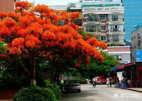 厦门市和台南市的市树都是:厦门的市花和市树分别是什么？