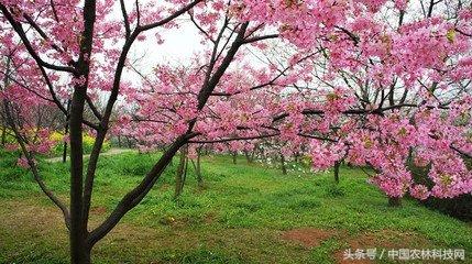 樱花的
:樱花栽培技术是怎样的？