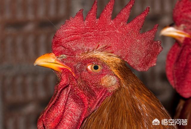 鸡冠子:农村自家养的土鸡的鸡冠有没有毒，到底可不可以吃？