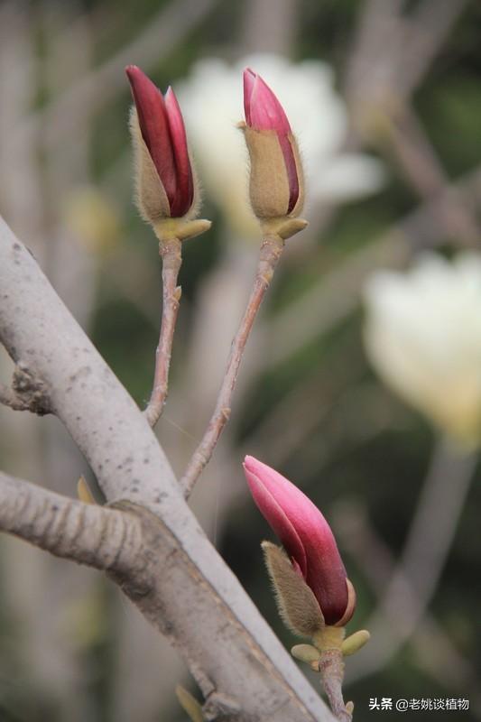 木笔花
:木笔花一般生长在什么样环境下？