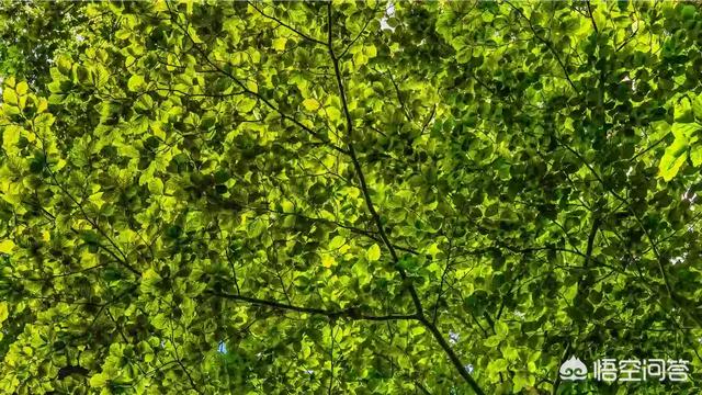 树的照片:怎么拍树叶子能让照片显得非常好看？