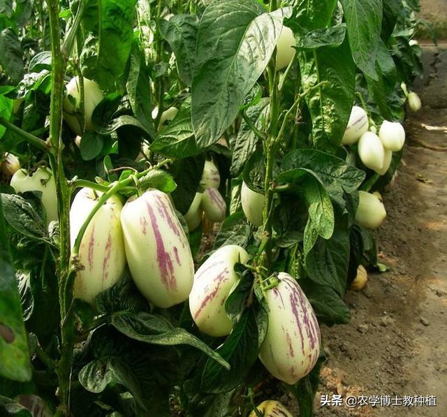 人参果种植条件和方法
:人参果种植如何管理？
