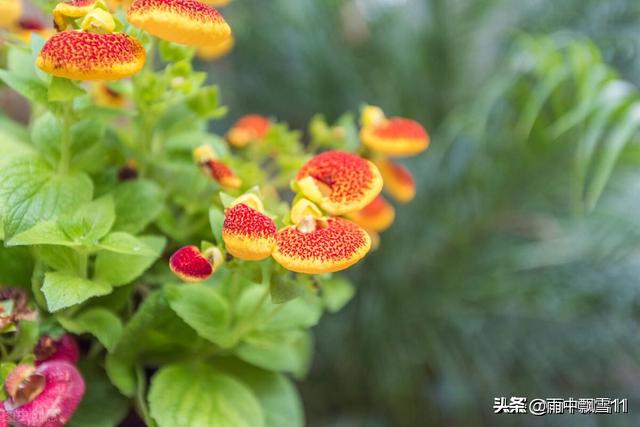 草本花卉
:有什么适合北方庭院地栽的草本花卉？