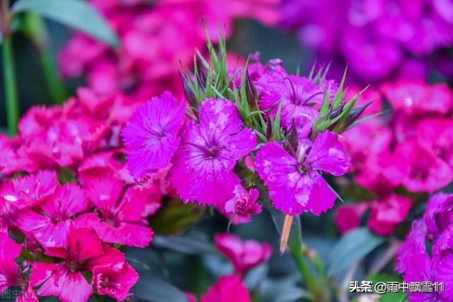 草本花卉
:有什么适合北方庭院地栽的草本花卉？