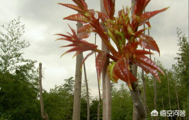 香椿树图片:为什么很多农村院子里都会种一棵香椿树？