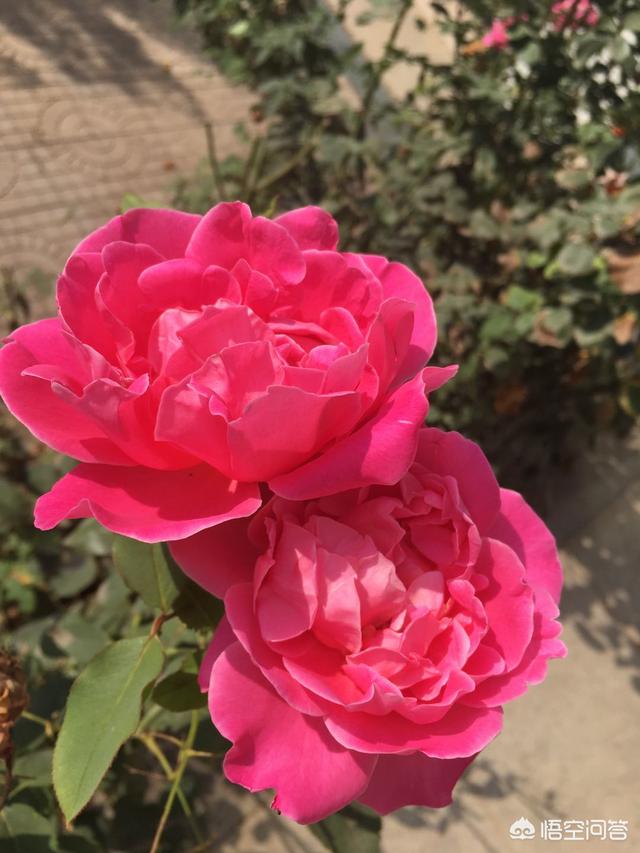 盆栽花卉大全
:春季一插就活的盆栽花有哪些？