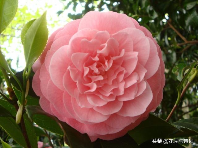 木本花卉
:北方室内放什么木本花卉最好？