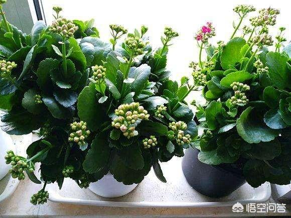 家庭盆栽花卉:家庭盆栽养花,什么种类开花且容易养？