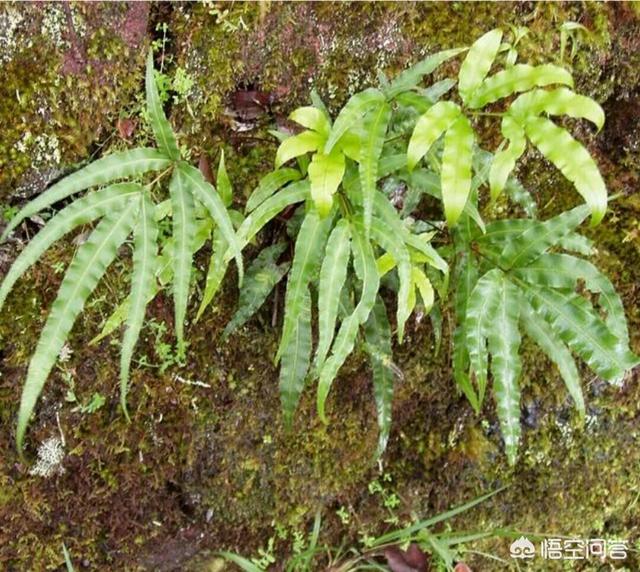 植物盆栽
:在农村，有哪些植物可以做成好看的盆栽？