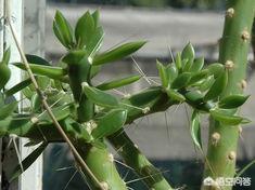 盆景花卉图片大全
:叶仙是什么植物（附图片），花匠先生，花卉盆景？