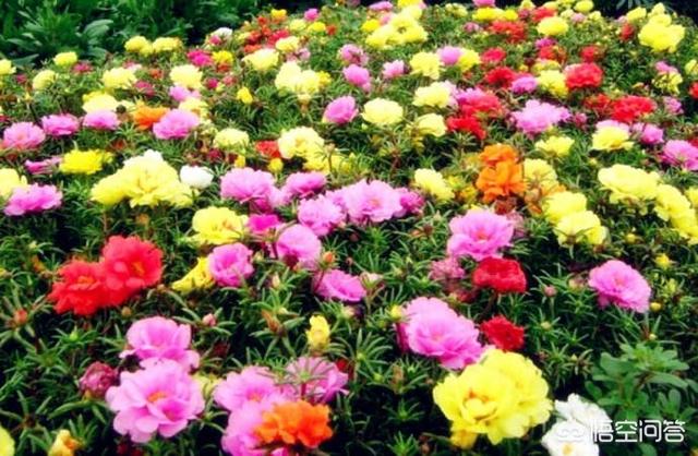 庭院花卉
:庭院花卉盆栽有哪些配置品种？