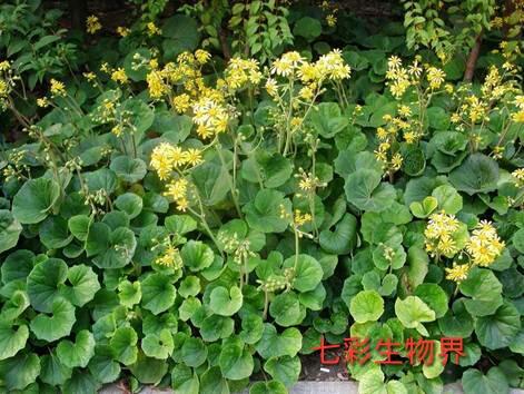 大吴风草
:大吴风草有什么功效？