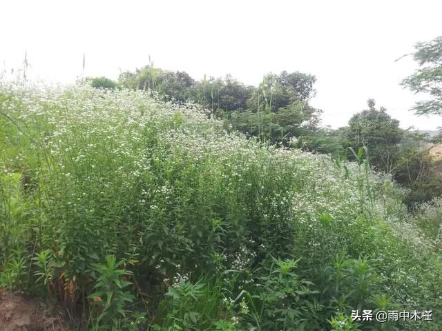 美丽飞蓬
:草地上，像小雏菊一样的白色小花是外来物种入侵吗？