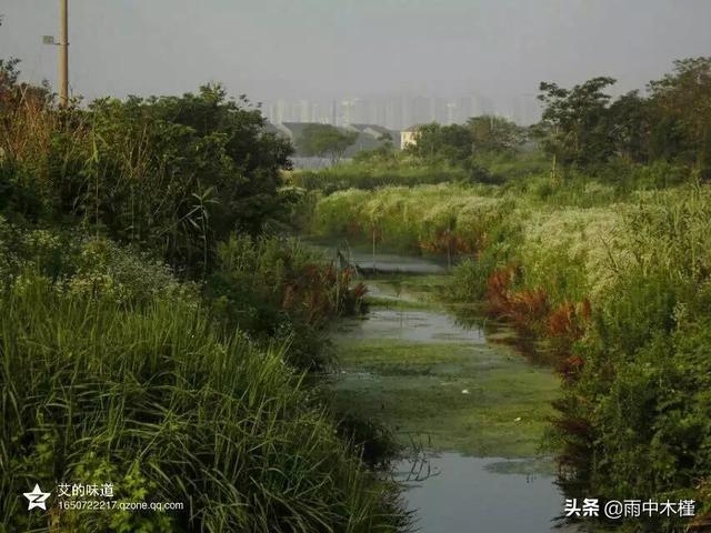 美丽飞蓬
:草地上，像小雏菊一样的白色小花是外来物种入侵吗？