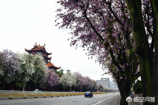 绿化植物
:中国用作绿化的植物主要有哪几种？