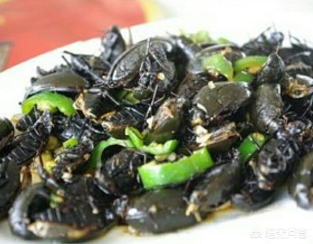 水鳖:很多人喜欢吃农村水塘里的老鳖虫，它有什么营养价值？