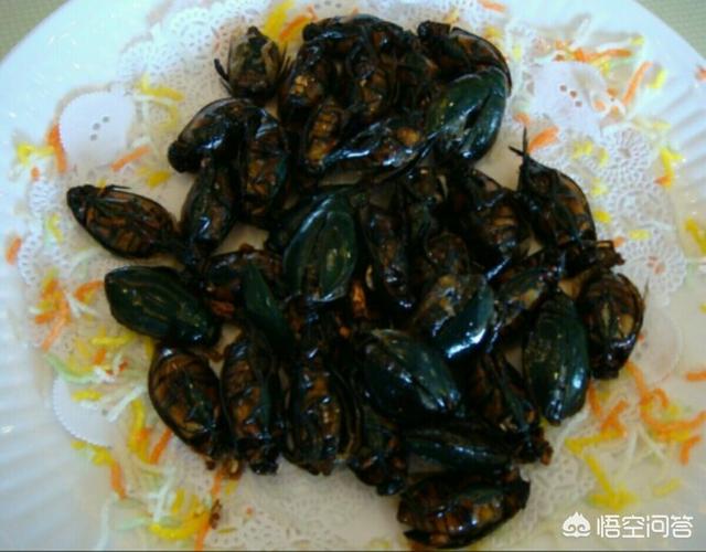 水鳖:很多人喜欢吃农村水塘里的老鳖虫，它有什么营养价值？