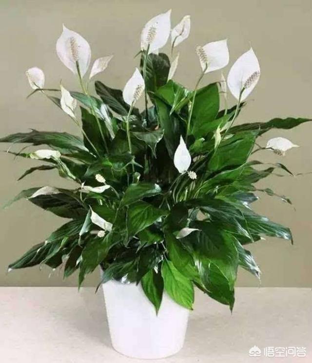 室内花卉品种
:可以长期摆放在室内的花卉有哪些？